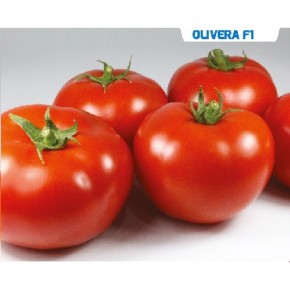 Hibrit Yarı Sırık Domates Tohumu - Olivera F1  - 1.000 Adet 