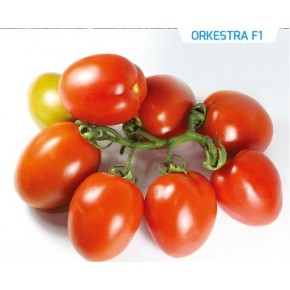 Hibrit Sırık Domates Tohumu  - Orkestra F1 - 1.000 Adet