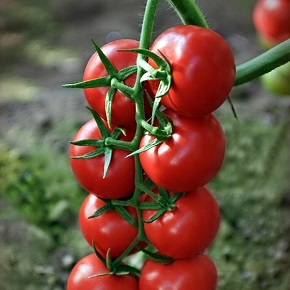 Hibrit Sırık Domates Tohumu - RETINTO F1 - 1.000 Adet 