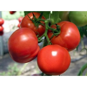 Hibrit Domates Tohumu - Safir F1(Sera - Tarla ) Sırık - 1.000 Adet 