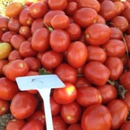 Hibrit Salçalık Domates Tohumu - SENTOSA F1 - 25.000 Adet