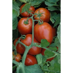 Hirbit Domates Tohumu - Starex F1 Sanayi - 25.000 Adet 