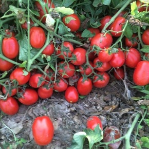 Hibrit Salçalık Domates Tohumu - SV1491TM - 25.000 Adet 