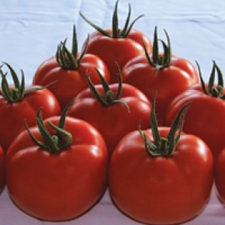 Hibrit Sırık Domates Tohumu - SV5004TH F1 - 25.000 Adet