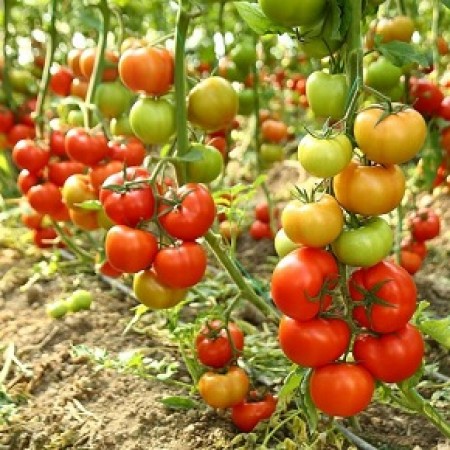 Hibrit Sırık Domates Tohumu - SVTH 4480 F1 (Ranger) - 1.000 Adet