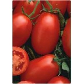  Hibrit Sanayi Domates Tohumu T2 Improved - 500 Gr