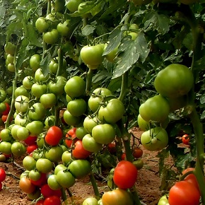 Hibrit Sırık Domates Tohumu - Tayfun F1 - 1.000 Adet 