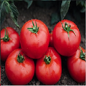 Hibrit Oturak Domates Tohumu - TOMSK F1 - 1.000 Adet 