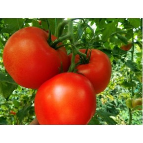 Hibrit Sırık Domates Tohumu  - Yeşim F1 - 1.000 Adet Tohum