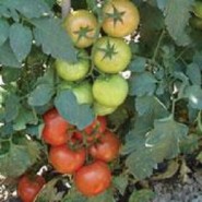 Hibrit Domates Tohumu - Yudum F1 (Sofralık - Sırık) - 1.000 Adet 