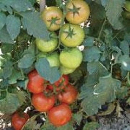 Hibrit Domates Tohumu - Yudum F1 (Sofralık - Sırık) - 1.000 Adet Hibrit Domates Tohumu - Yudum F1 (Sofralık - Sırık) - 1.000 Adet