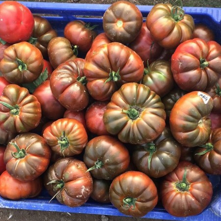 Hibrit Kahverengi Köy Domates Tohumu - Creary F1 - 1.000 Adet