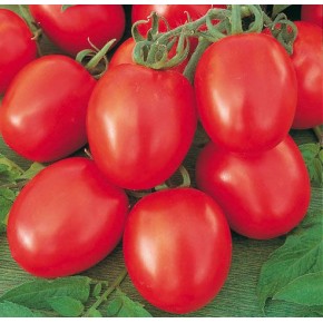 Hibrit Domates Tohumu F1 (Köşeli - Sanayi - Sofra) Çeşit 2 - 1.000 Adet 