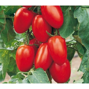 Hibrit Domates Tohumu F1 (Köşeli - Sanayi - Sofra) - 1.000 Adet 