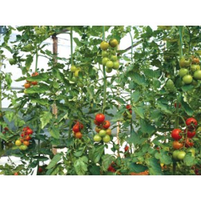 Hibrit Domates Tohumu - Kokteyl Yağmur F1 - 1.000 Adet 