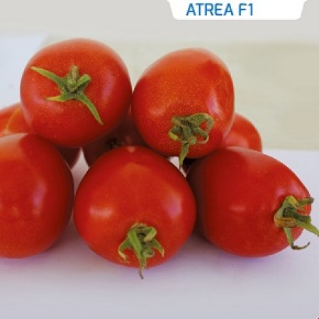 Hibrit Oturak  Domates Tohumu - Atrea F1 - 1.000 Adet