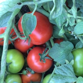 Hibrit Sofralık Domates Tohumu - Super Red F1 - 1.000 Adet 