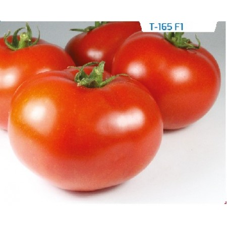 Hibrit Oturak Domates Tohumu - T 165 F1 - 1000 Adet