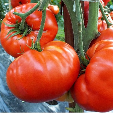 Hibrit Oturak Kırmızı Köy Domates Fidesi Vertreia F1