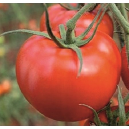 Hibrit Domates Tohumu - Marla F1 ( Oturak- Sofralık ) - 1.000 Adet