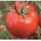 Hibrit Domates Tohumu - Marla F1 ( Oturak- Sofralık ) - 500 Adet