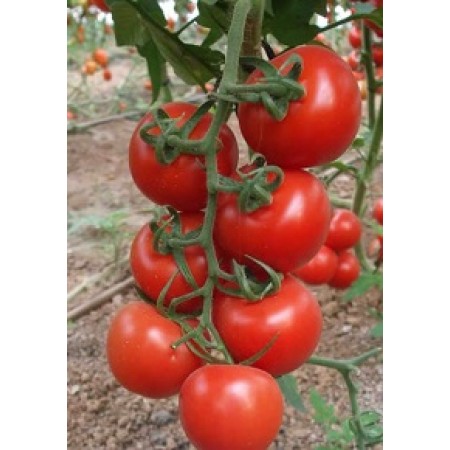 Hibrit Domates Tohumu  - A-Z-44 F1 Salkım Domates - 1.000 Adet