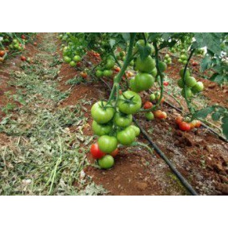 Hibrit Salkım Domates Tohumu  - Elmas F1 - 1.000 Adet