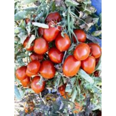 Hibrit Sanayi Domates Tohumu Eden F1-(Orta Erkenci) - 5000 Adet