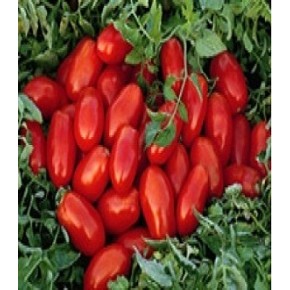  Hibrit Sanayi Domates Tohumu Gordes F1 - 25.000 Adet