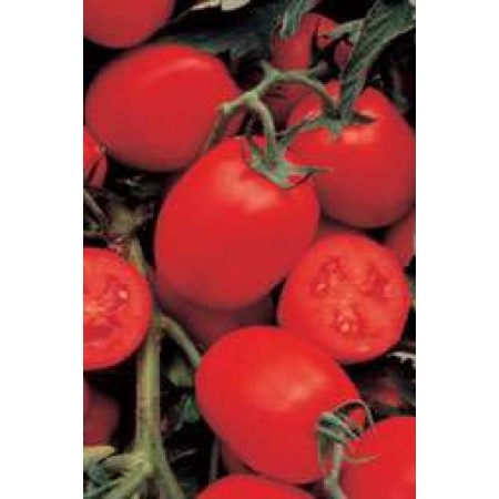 Hibrit Sanayi Domates Tohumu - Hypeel 303 F1 - 25.000 Adet