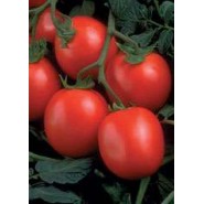 Hibrit Sanayi Domates Tohumu - Hypeel 696 F1 - 25.000 Adet 