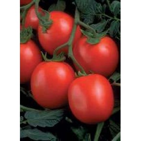 Hibrit Sanayi Domates Tohumu - Hypeel 696 F1 - 25.000 Adet 