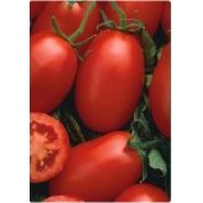  Hibrit Sanayi Domates Tohumu T2 Improved - 500 Gr