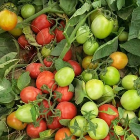 Hibrit Domates Tohumu - A-Z 15 Sanayi Tipi Domates - 2.500 Adet 