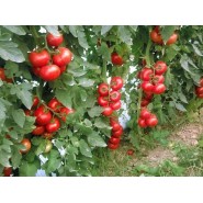 Hibrit Sırık Domates Tohumu - Kayra F1 - 1.000 Adet 