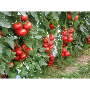 Hibrit Sırık Domates Tohumu - Kayra F1 - 1.000 Adet 