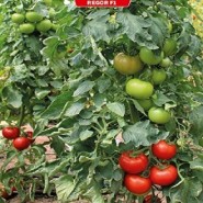 Hibrit Sırık Domates Tohumu - REGOR F1 - 1.000 Adet 