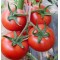 Hibrit Sırık Tane Domates Tohumu Ebelle F1 - 1.000 Adet