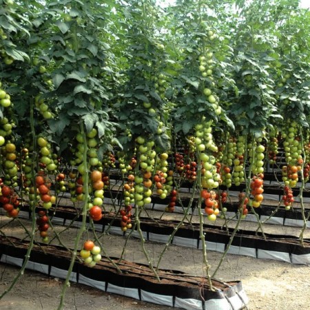 Hibrit Sırık Yuvarlak Kokteyl Domates Tohumu Lumbly F1- 500 Adet