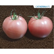 Hibrit Yarı Sırık Domates Tohumu - CATHERINA F1 - 1.000 Adet 
