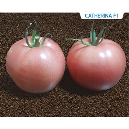 Hibrit Yarı Sırık Domates Tohumu - CATHERINA F1 - 1.000 Adet