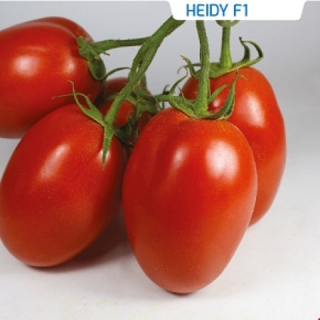 Hibrit Yarı Sırık Domates Tohumu - HEIDY F1 - 1.000 Adet