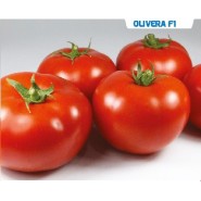 Hibrit Yarı Sırık Domates Tohumu - Olivera F1  - 1.000 Adet 