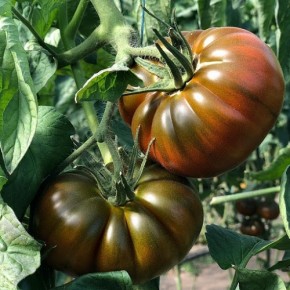Hibrit Yarı Sırık Kahverengi Köy Domatesi Tohumu Revia F1 - 1.000 Adet