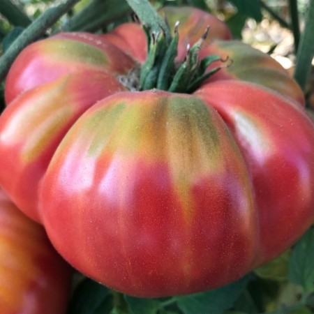 Hibrit Yarı Sırık Pembe Köy Domates Fidesi Ilıca Köy F1