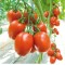 Hibrit Yarı Sırık Salçalık Domates Fidesi Lanusei F1