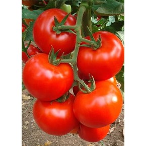 Hibrit Domates Tohumu  - A-Z-54 F1 Sırık Tane Domates  - 1.000 Adet 