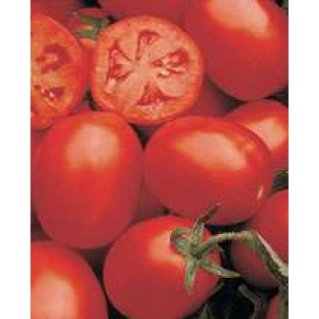 Hypeel 513 F1 Hibrit Sanayi Domates Tohumu Hypeel 513 F1 Hibrit Sanayi Domates Tohumu