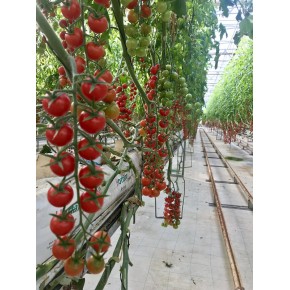İthal Cherry Domates Tohumu Chessy - 10.000 Adet