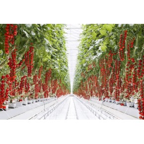 İthal Cherry Domates Tohumu Chessy - 10.000 Adet